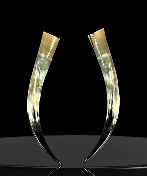 Matching Set of Paired Polished Decorative Steer Horns