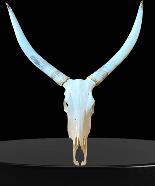 Watusi XL Cow Skull & Polished Longhorn