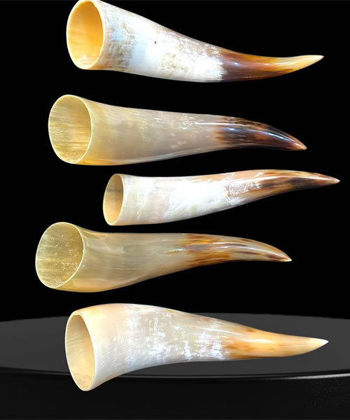 Antique Steer White Powder/Scrimshaw Horns