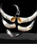 Polished Bull Horns Crafted For Unique Décor