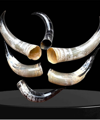 Polished Bull Horns Crafted For Unique Décor