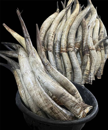 Raw Cow Horn Full Length/Paired XL Horns
